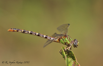 Erpetogomphus designatus, female